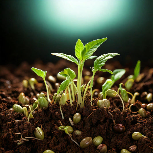 A Beginner’s Guide to Germinating Cannabis Seeds Successfully