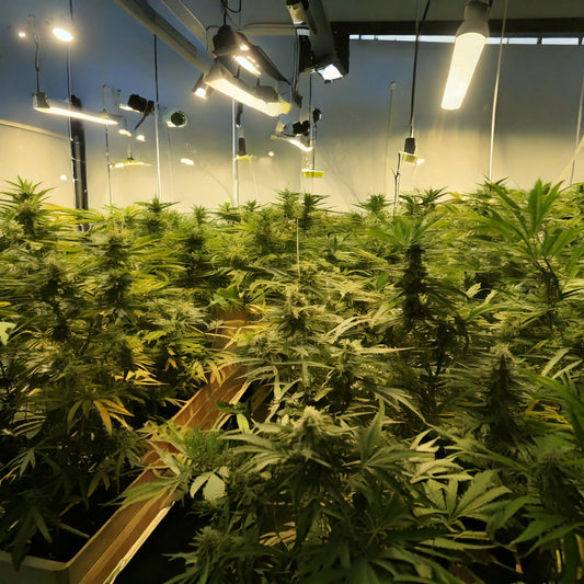 This is wide shot of the interior of a professional cannabis grow room. It's 30 to 40 feet square with various types of lights hanging down from a very high ceiling.