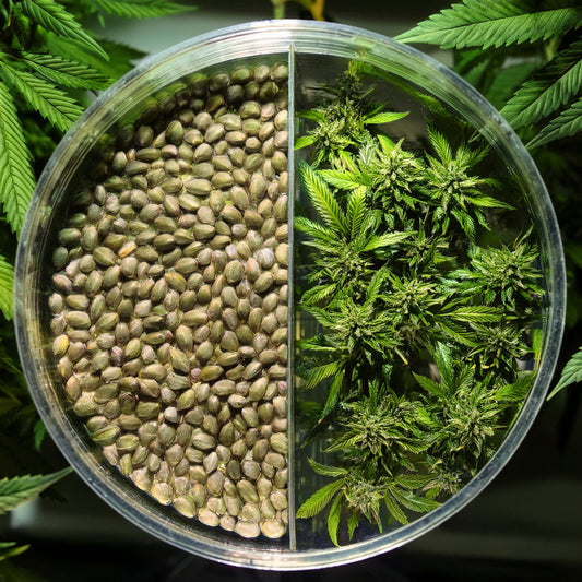 Autoflowering vs. Photoperiod Seeds: What’s the Difference?