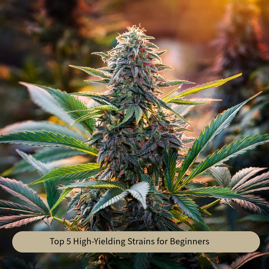 Top 5 High-Yielding Cannabis Strains for Beginners
