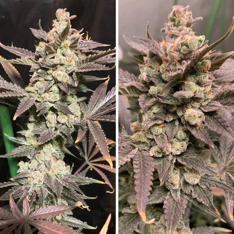 Another dual photo, the left shot is of a nice mature bud, super frosty with purple leave. The shot on the right is the same bud but super close up of the very top.