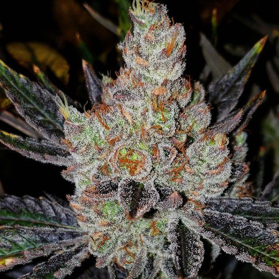 10th Planet R1 - Ethos Genetics