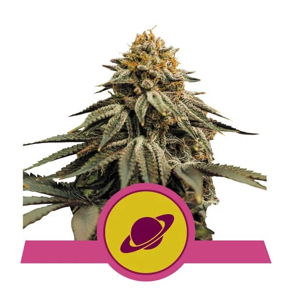 Mature cannabis plant with a pink and yellow logo at the bottom