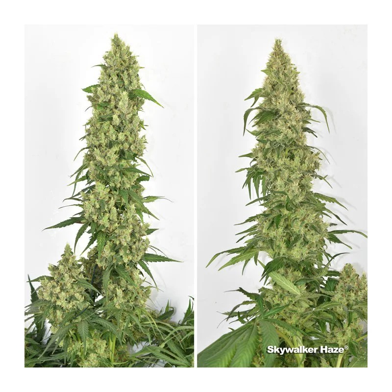 Closer up shot of the same flowering bud that has 3-4 weeks to go as the plant is bright green.