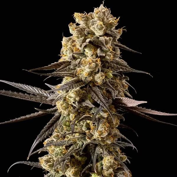 Close-up of a dense, resinous cannabis bud with purple brown leaves and orange pistils, covered in a glistening layer of trichomes. The bud is showcased against a black background, highlighting its intricate details and frosty appearance, typical of high-quality cannabis strains.