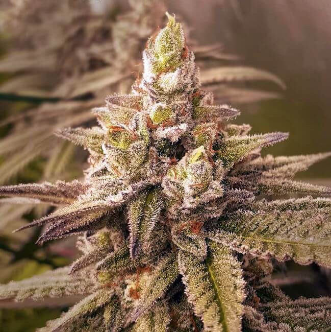 Close-up of a cannabis plant with frost on its leaves.