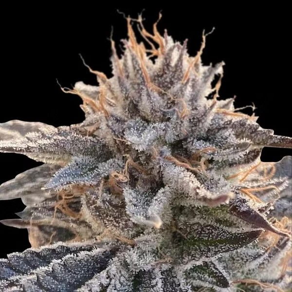 Super close-up of a dense, resinous cannabis bud with vibrant dark green leaves and orange pistils, covered in a glistening layer of trichomes. The bud is showcased against a black background, highlighting its intricate details and frosty appearance, typical of high-quality cannabis strains.