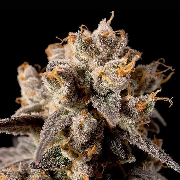 Very close-up of a dense, resinous cannabis bud with vibrant purple brown leaves and orange pistils, covered in a glistening layer of trichomes. The bud is showcased against a black background, highlighting its intricate details and frosty appearance, typical of high-quality cannabis strains.