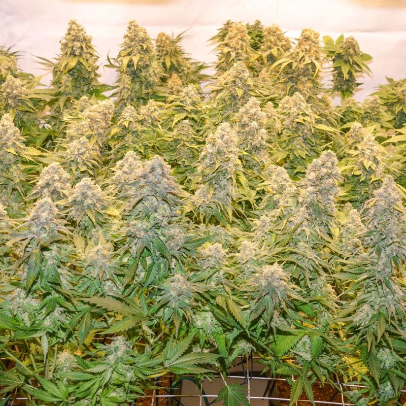 Scrog screen shot of about 30 large cola buds.