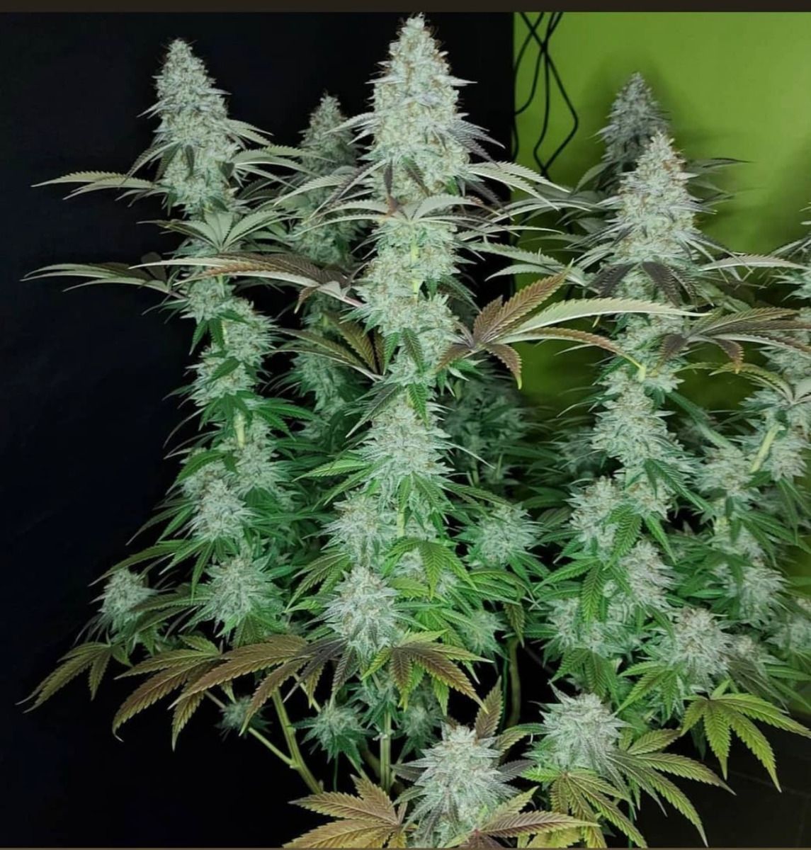 Closeup of a frosty green bud.