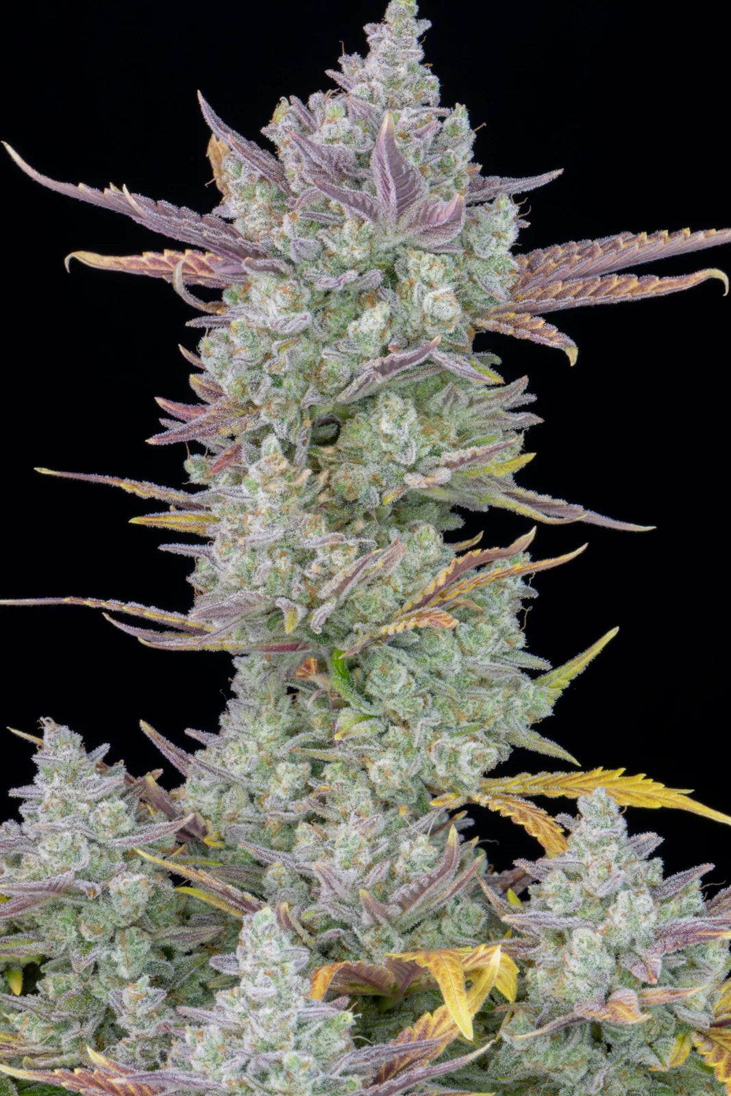 Gorilla Cookies Auto - Fast Buds