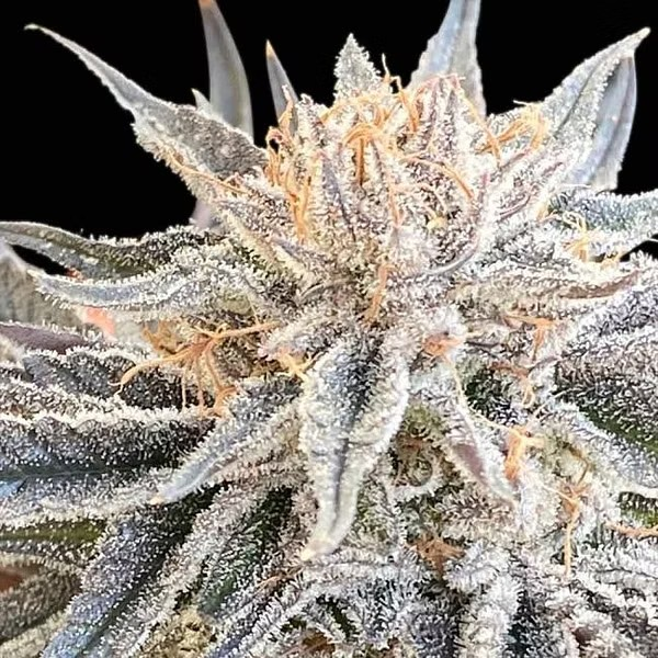Ultra close-up of a dense, resinous cannabis bud with vibrant dark green leaves and orange pistils, covered in a glistening layer of trichomes. The bud is showcased against a black background, highlighting its intricate details and frosty appearance, typical of high-quality cannabis strains.