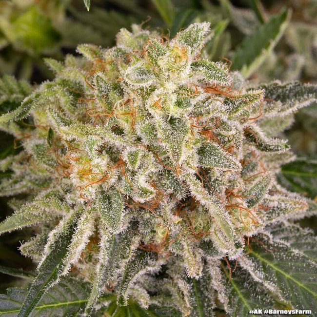 Close-up of a cannabis plant with frost on its leaves