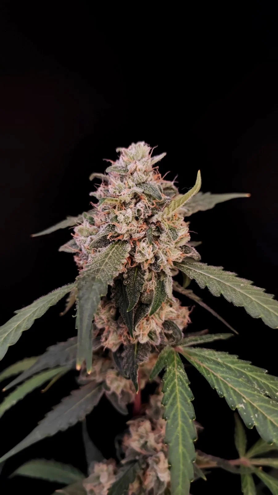 Close-up of a dense, resinous cannabis bud with vibrant dark green leaves and orange pistils, covered in a glistening layer of trichomes. The bud is showcased against a black background, highlighting its intricate details and frosty appearance, typical of high-quality cannabis strains.