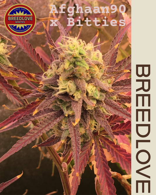 Bubble Gumion - Breedlove Genetics
