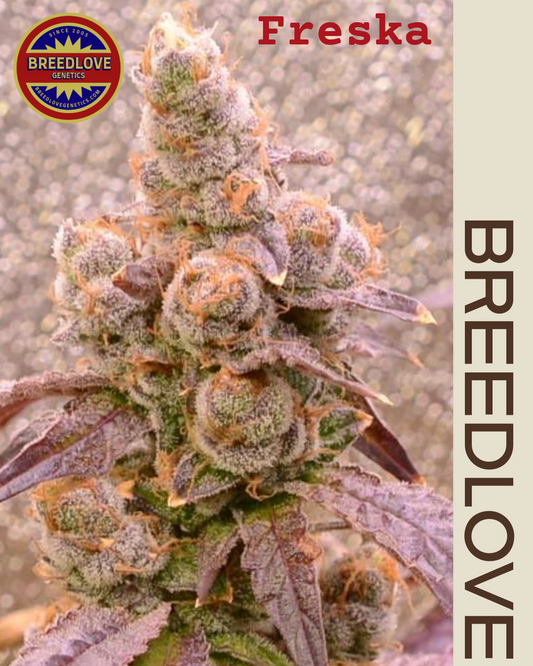 Freska - Breedlove Genetics
