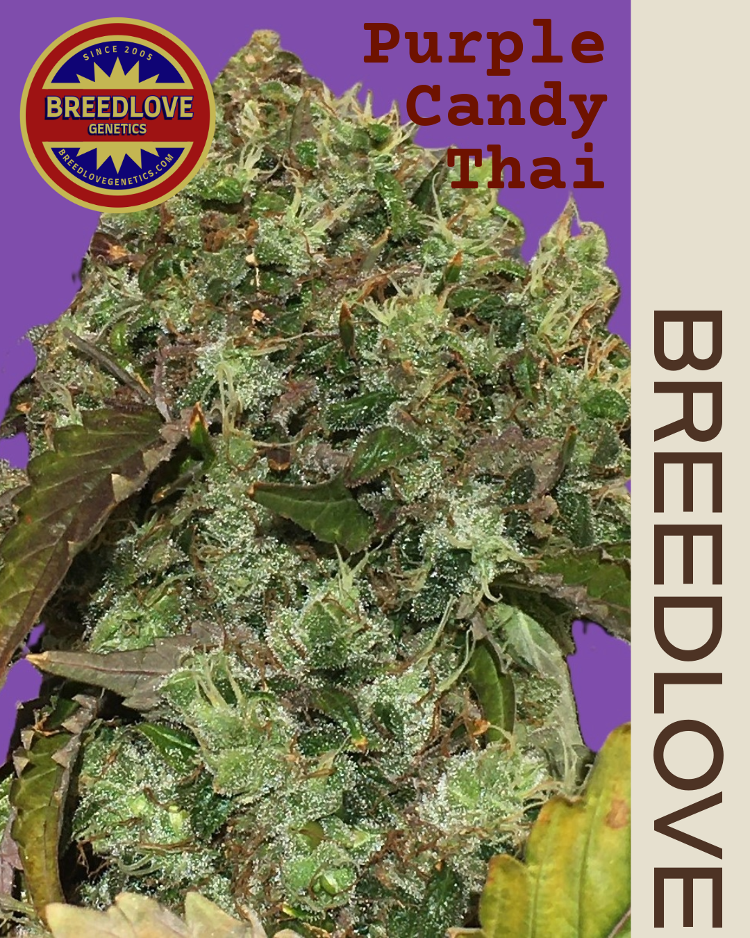 Purple Candy Thai - Breedlove Genetics