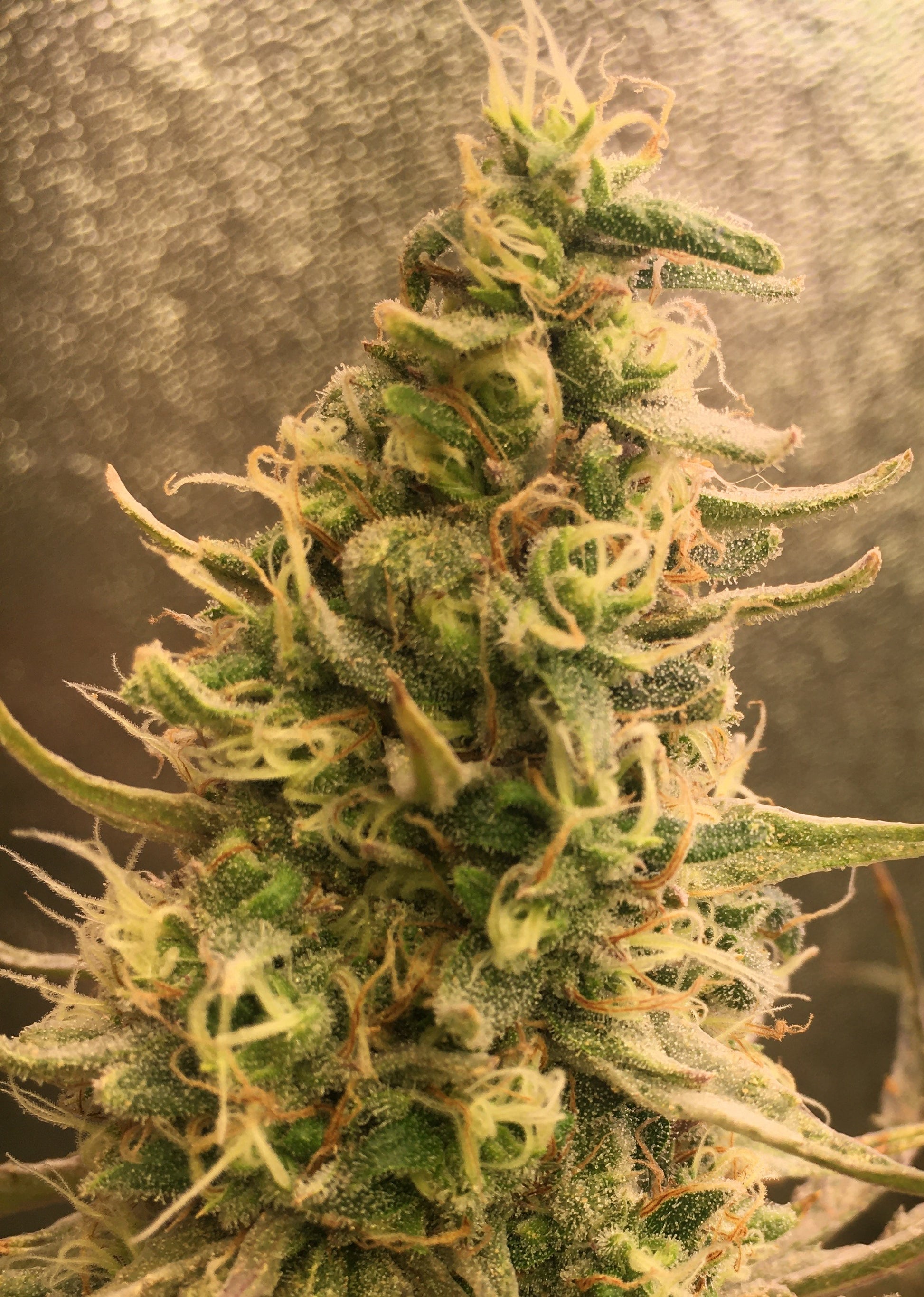 "Close up shot of a dense, resinous  dark green cannabis bud with white pistils, covered in a glistening layer of trichomes. The bud is showcased against a silver tent background, highlighting its intricate details and frosty appearance, typical of high-quality cannabis strains found on Strain Envy.