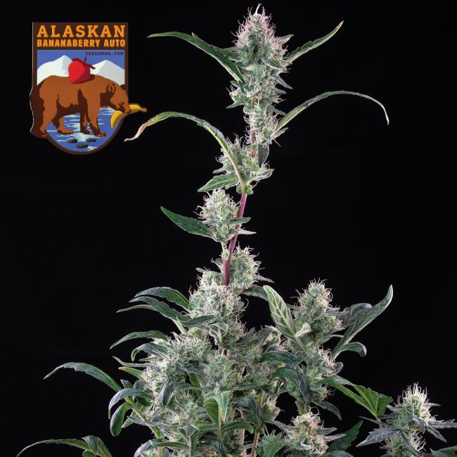 Cannabis plant with visible buds on a black background, featuring the Alaskan Bananaberry Auto logo.
