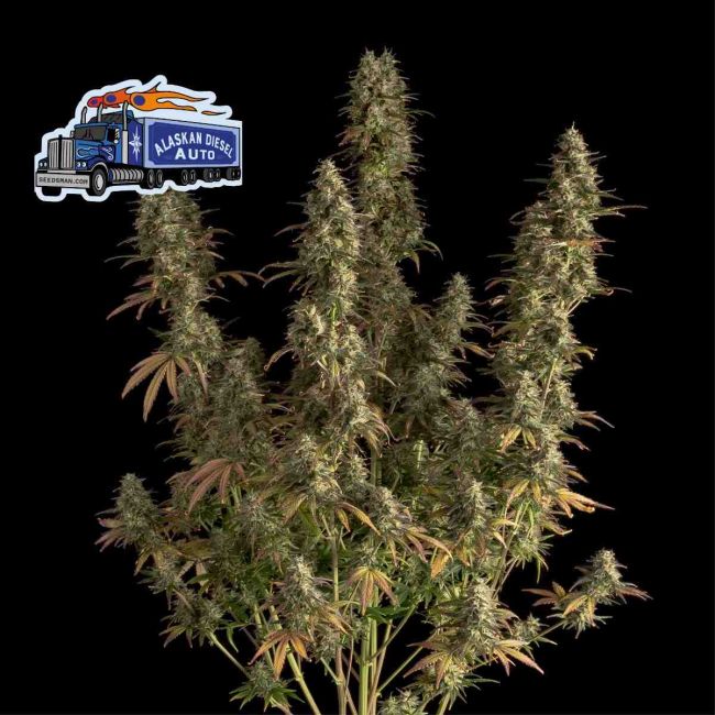 "Pulled back shot of a dense, resinous light green and dark green cannabis top branches with few visible pistils, covered in a glistening layer of trichomes. The top is showcased against a plant background, highlighting its intricate details and frosty appearance, typical of high-quality cannabis strains found on Strain Envy. There is a cartoon logo of a tactor trailer that says Alaskan Diesel Auto in the upper left corner. It is mainly blue with oddly three exhaust stacks with flames.