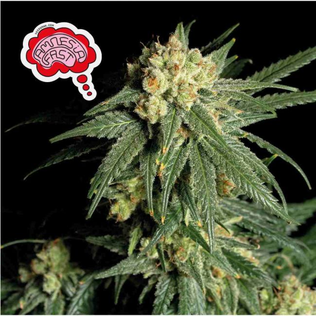 Close-up of a cannabis plant with a logo in the corner.