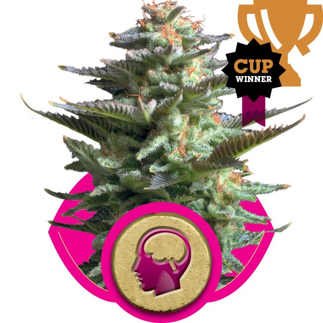 Marijuana plant with a 'Cup Winner' badge and cannabis icon on a white background