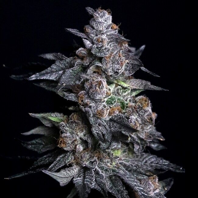 Close-up of a cannabis plant bud with a black background