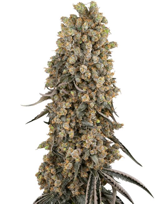 Close-up of a cannabis plant with large buds on a white background