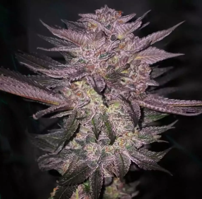 Atomic Fuego R1 - Ethos Genetics