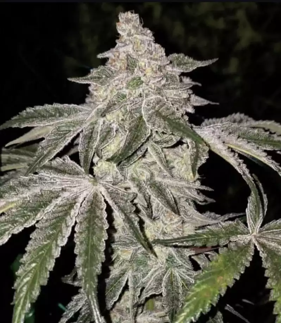 Atomic Leisure R1 - Ethos Genetics