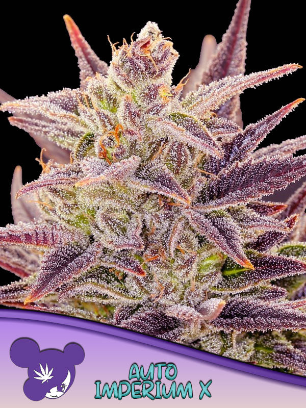 Imperium X Auto - Anesia Seeds