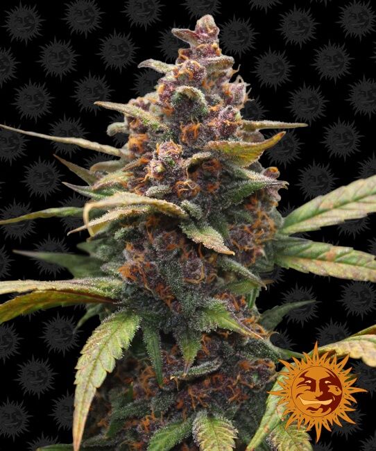 Close-up of a cannabis plant with a dark background and a sun logo.