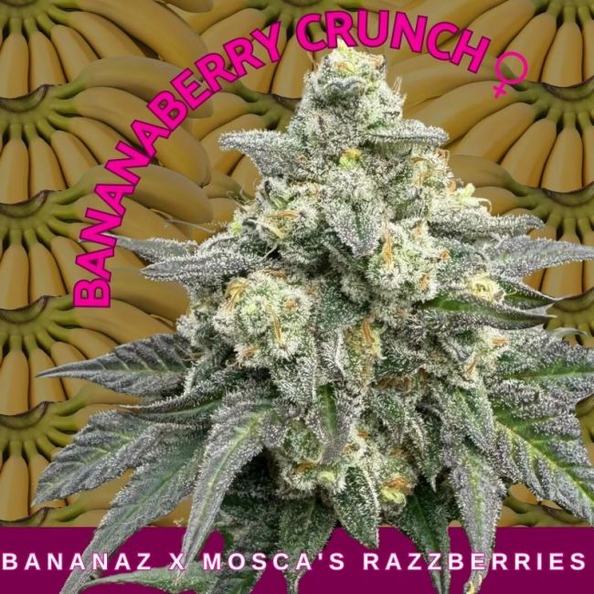 BananaBerry Crunch - Mosca Seeds