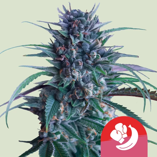 Close-up of a cannabis plant with a red logo in the corner