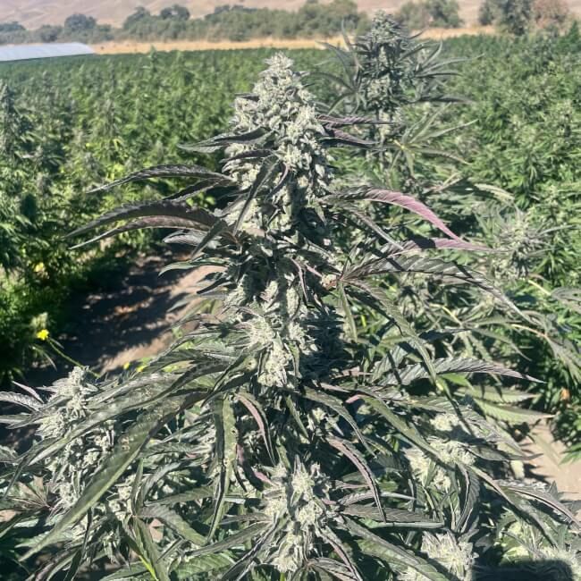 Grown cannabis plant with a field in the background