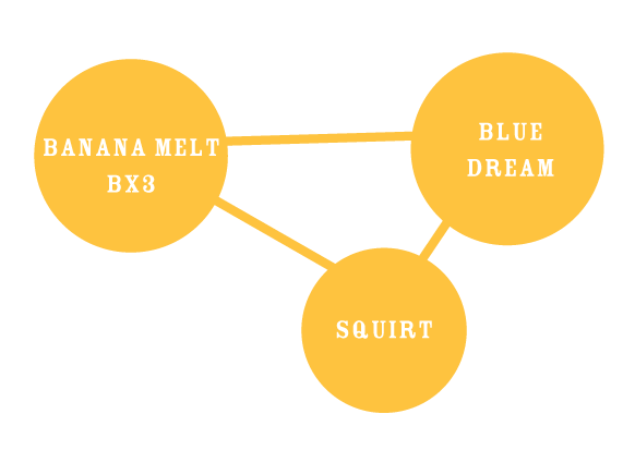 Diagram with three yellow circles labeled 'Banana Melt BX3', 'Blue Dream', and 'Squirt' connected by lines on a white background.