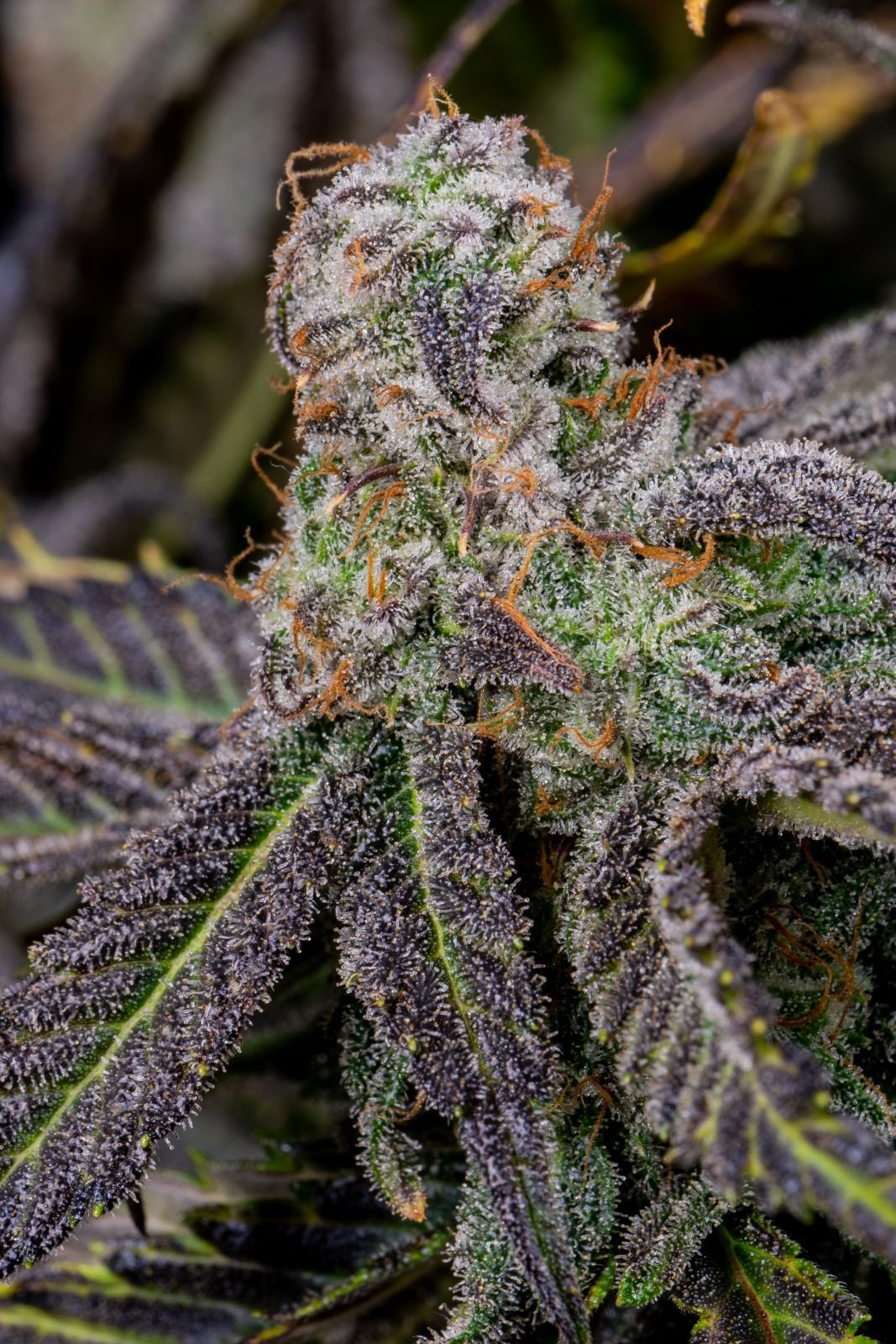Banana Purple Punch Auto - Fast Buds