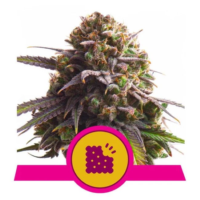 Close-up of a cannabis bud with a pink and yellow logo at the bottom.