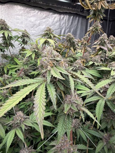 Mature cannabis plants with large green leaves and visible buds.