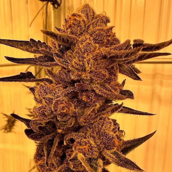 Close-up of a cannabis plant with a textured surface against a yellow background