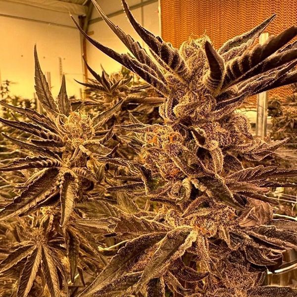 Close-up of a cannabis plant with prominent trichomes in an indoor setting.
