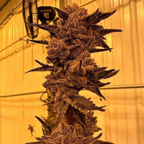 Close-up of a cannabis plant with a fan in the background