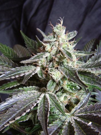 Black Jack - Sweet Seeds