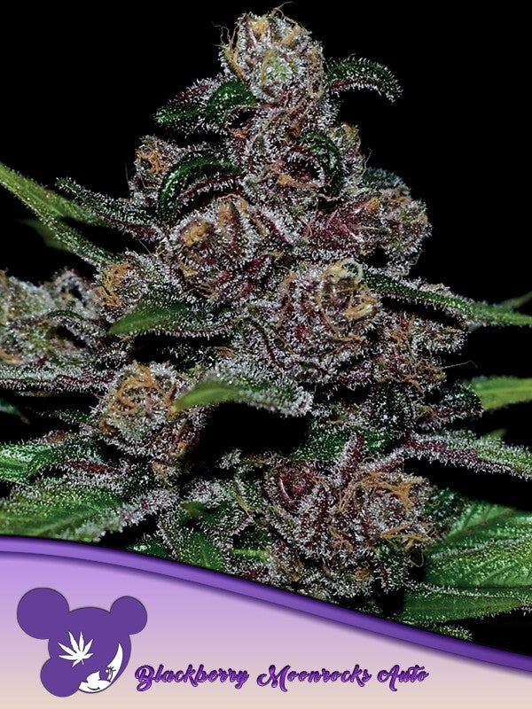 Blackberry Moonrocks Auto - Anesia Seeds