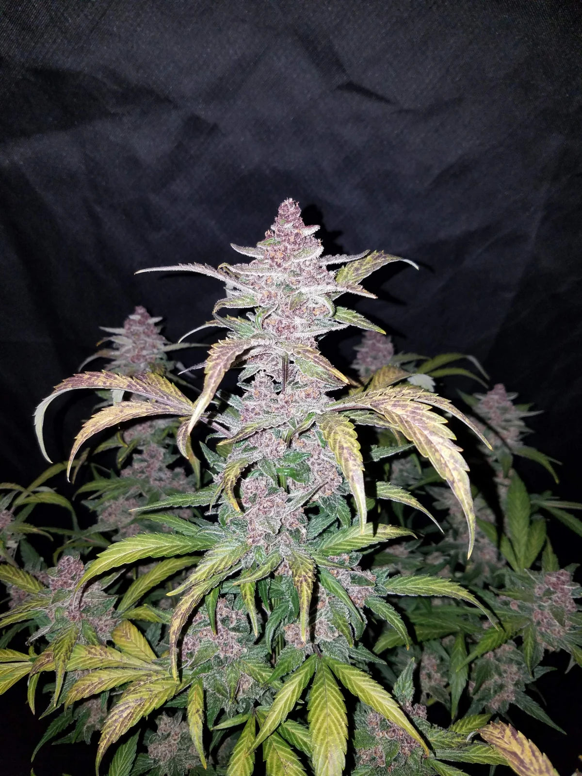 Blackberry Auto - Fast Buds