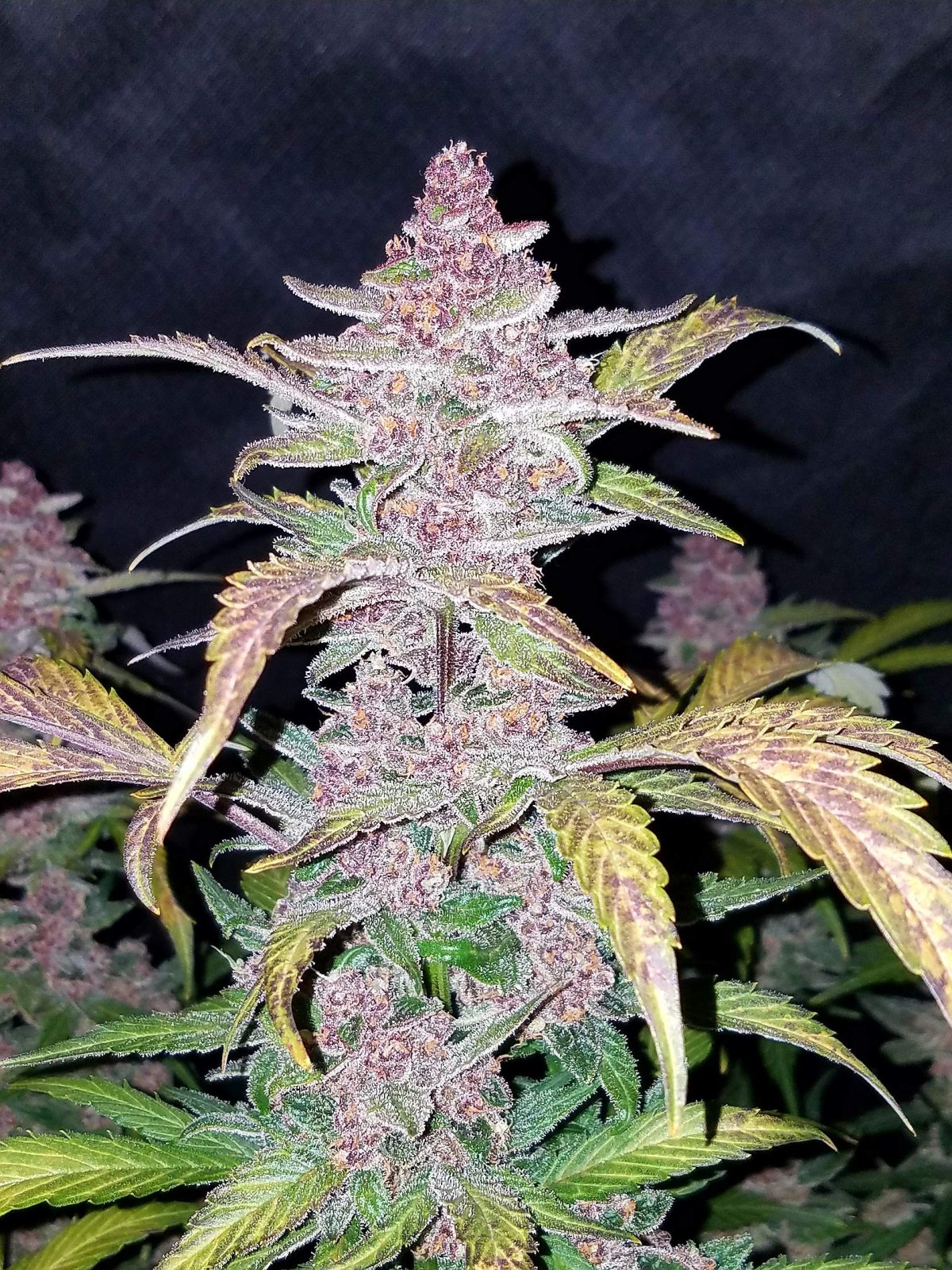 Blackberry Auto - Fast Buds