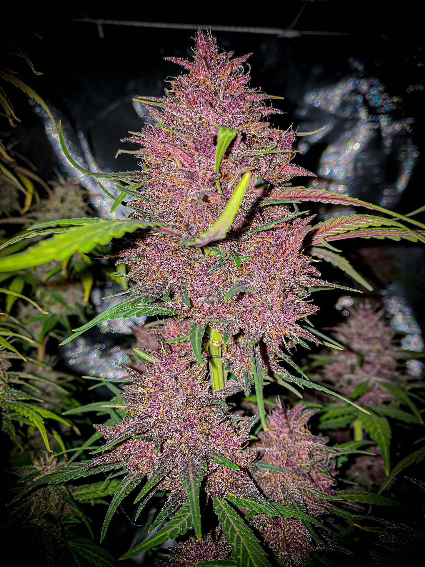 Blackberry Auto - Fast Buds