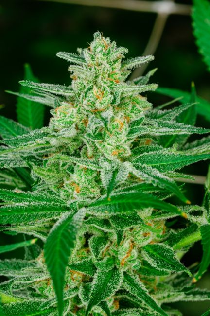 A close-up of a cannabis plant with a large, dense bud cluster covered in white trichomes and orange pistils, surrounded by green leaves.