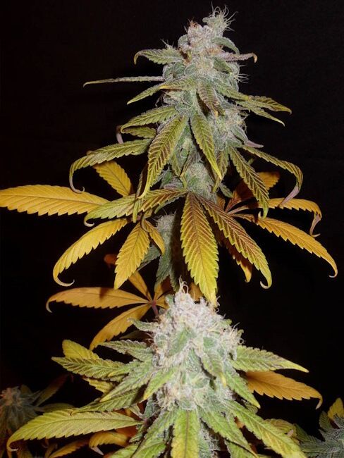 A close-up of a cannabis plant with two large buds, showing green and yellow leaves covered in white trichome crystals against a solid black background.