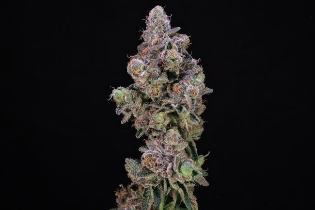 A close-up of a dried cannabis flower bud with dense trichome coverage, showing green, purple, and orange hues against a solid black background.